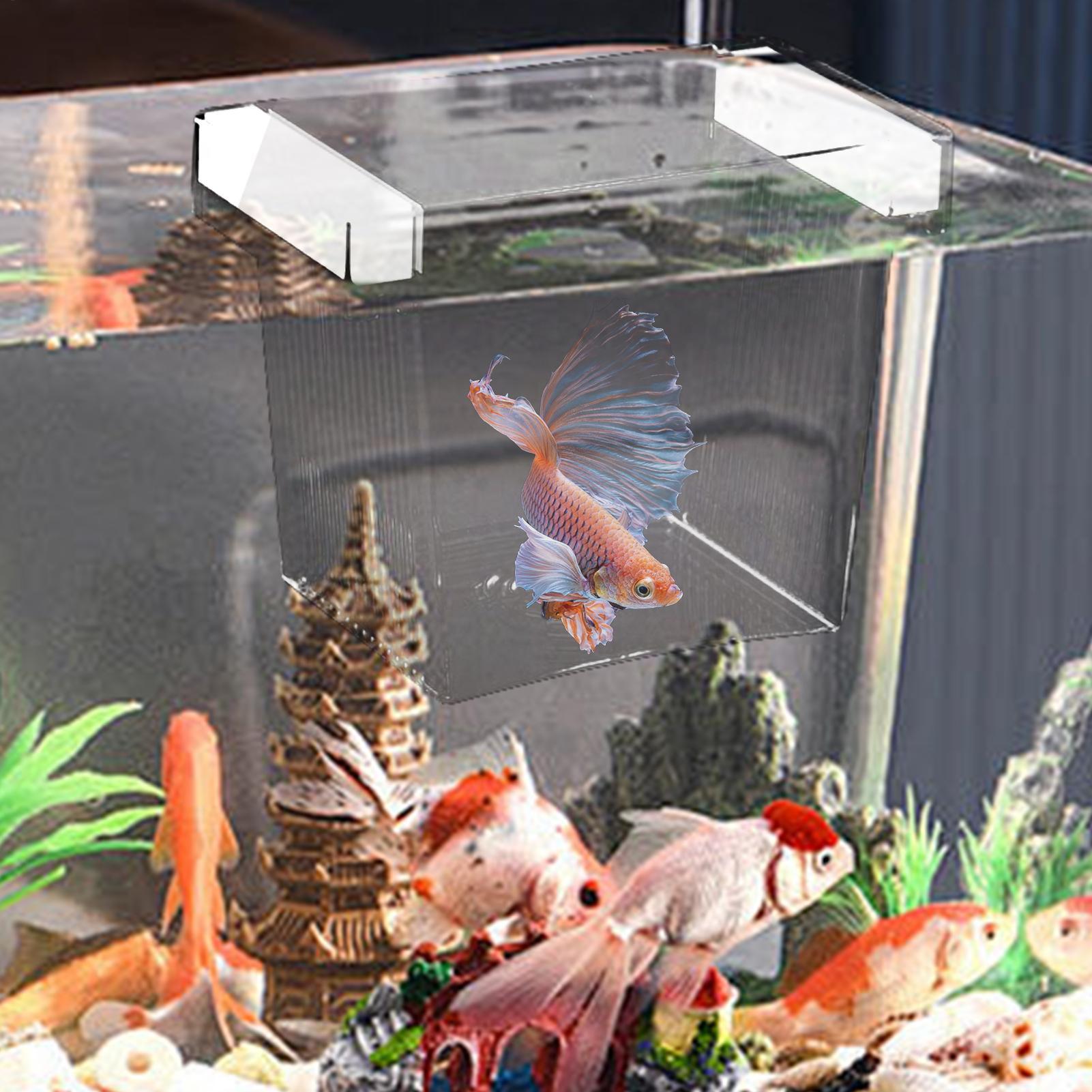 Floating Fish Breeding Isolati - Betta Fish Tank ulasan dan harga