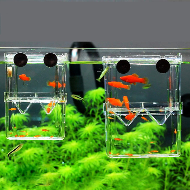 Peacock Fish Breeding Isolatio - Aquarium Fish Betta ulasan dan harga